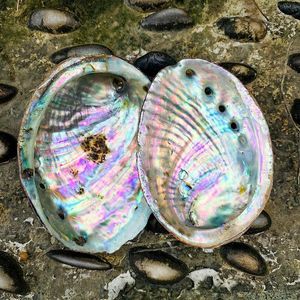 Decorations 10 12cm Natural Abalone Shell Large Sea Shells Nautical Home Decor Soap Dish Diy Fish Tank Aquarium Landscape Wedding Decor H jllYHU