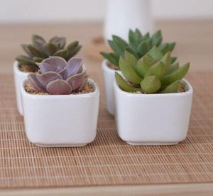 Succulent Planters Pot wooden tray White Ceramic Square Planters Green Plant Pots Cactus Desktop balcony Vases