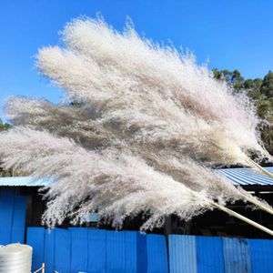 Decorative Flowers & Wreaths Natural Artificial Pampas Grass Decor Large Real Dried Reed Bouquet Elegant Home Wedding Venue Layout Decoratio