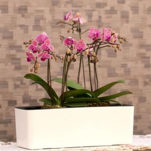 Self-watering Indoor Green Succulent Plant Pot Desktop Garden Pots Automatic Water Absorption Flower Planter Y200709