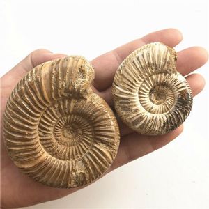 Decorative Objects & Figurines 1 Piece Natural Paleontological Fossil Ammonoid Mineral Geological Teaching Specimen Collection Decoration