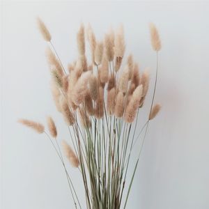 100 Stems Dried Flower Bunny Tail Natural Plants Floral Rabbit Grass Bouquet Home Decoration Z1120