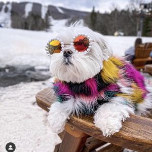 Valp teddy schnauzer solglasögon hundkläder söta katt hundar glasögon husdjur mode pärla solglasögon