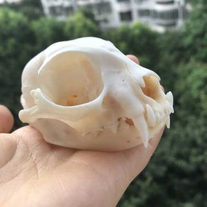 1pcs Taxidermy real animal Skull specimen Collectibles Study 210607