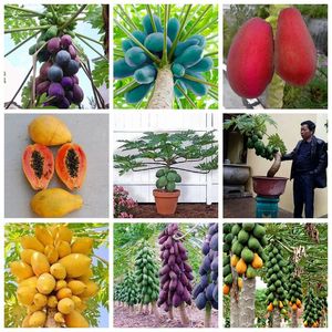 20 pcs Papaya Fruit tree a taxa de germinação 95% flor sementes frescas para pátio gramado jardim suprimentos bonsai plantas orgânicas não-gmo crescendo estação de plantio rápido