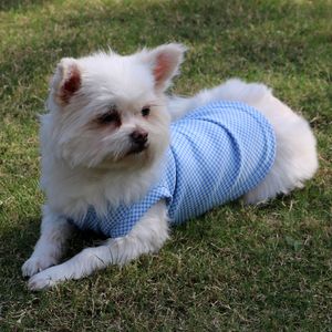 Maglietta per animali domestici Abbigliamento per cani Gilet per cuccioli di raffreddamento estivo Schnauzer Teddy Bulldog Animali domestici Cani Cani Abbigliamento