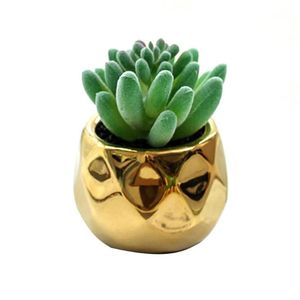 Decorative Flowers & Wreaths Easy To Care Mini Artificial Succulent Plants With Ceramic Pots For Home