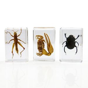 Dekorativa Objekt Figuriner Insect Specimen Amber Crystal Locust Scorpion Shell Handicrafts Paperweight Centerpiece Office Ornaments Biol