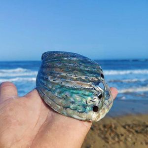 shells for craft - Buy shells for craft with free shipping on DHgate