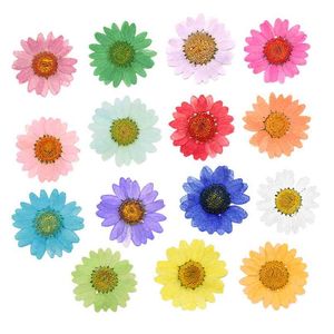 120 sztuk Pressed Press Suszone Daisy Suche Kwiat Rośliny do żywicy epoksydowej Naszyjnik Naszyjnik Biżuteria Craft DIY Akcesoria 210925