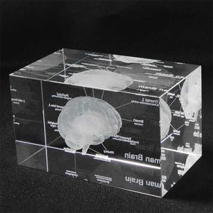 3D Human Anatomical Model Paperweight Laser Etched Brain Crystal Glass Cube Anatomy Mind Neurology Thinking Science Gift 211105
