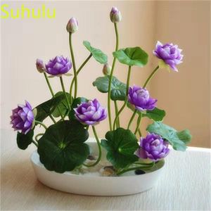 New Variety for Home Garden 10pcs Water Lily Lotus Seeds Garden Indoor Flowers Balcony & Courtyard Purifying Air Bonsai Plant