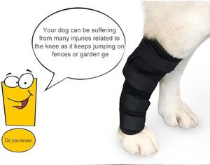 Pies tylna noga klamra psów stawu tylnego wsparcie dla wspólnych obrażeń i skręcania ochrony, gojenia się rany i utrata stabilności z zapalenia stawów czarny