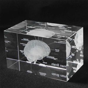 3D Human Anatomical Model Paperweight Laser Etched Brain Crystal Glass Cube Anatomy Mind Neurology Thinking Science Gift 211101