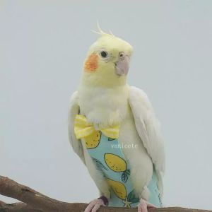 Fågelblöja Mjuka fåglar Flygpassar tvättbara återanvändbara papegojor blöjor med bowtieinredning Andningsbara Pet Pee Pads T2i52800
