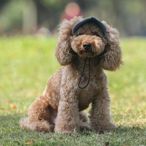 Cappello da sole stile abbigliamento per cani per cani Berretto da baseball in cotone casual per animali domestici carino Chihuahua Yorkshire Prodotti Taglia S-XL Zh1