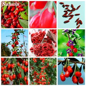 2000 PCS Red Goji Berry Semillas Outdoor Wolfberry Escaloderes Orgánicos Fruta para jardín DIY Lycium Chinense Herb Plant Beneficio MEDLAR