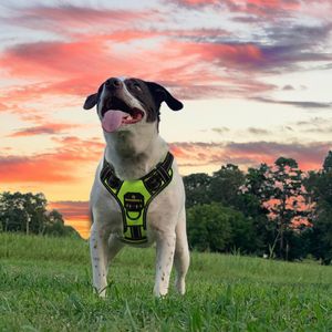 Dog Collar Leashes Masbrill Harness Inga drag Reflekterande Andningsbara Justerbara Pet Outdoor Vest Safety Vehicular Lead Walking Supplies