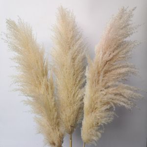 Decorative Wreaths Phragmites Natural Dried Decorationing Pampas Grass For Home Wedding Decoration Flowers Bunch cm V2