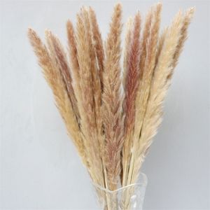 20st pampas gräs naturliga phragmiter pampas gräs dekorativa torkade blommor torkade naturliga blommor bröllop blomma gäng 50cm 210317