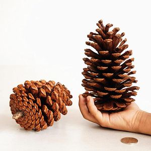 Decorative Flowers Wreaths Christmas Decor Pine Cone Garland Accessories Snow Tree Dress Up Materials Window House Decoration Acce