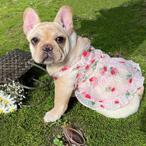 Spódnica żakardowa Zwierzęta Kamizelki Suknie Seersucker Princess Dress Dog Dog Odzież Ins Style Cat Dogs Spódnice Kostiumy