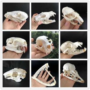 Taxidermy Real Muskrat Skull، Coypu Skull، Fox Skull، الجمجمة النعامة، جمجمة المنك، عينة حيوانية دراسة 210804