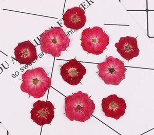 装飾的な花の花輪はエポキシ樹脂ジュエリーのための乾燥したバラの花の植物標本植物製の電話ケースフェイスメイクアップネイルを作る