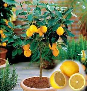 20pcs Lemon Flower Seeds Bonsai Rare Plants for The Garden Beautifying And Air Purification The Germination Rate 95% All for a summer residence Planting Season Fresh
