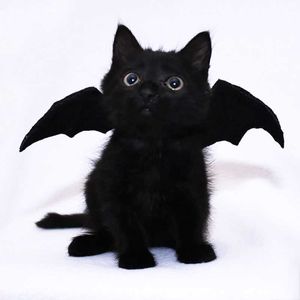2021 Halloween Bat skrzydła Pet Dog Akcesoria Kot Dziecko Halloween Kostium Haloween Novel Decoration Cute Pet Wing Bat Cat Decor Strona główna Y0730