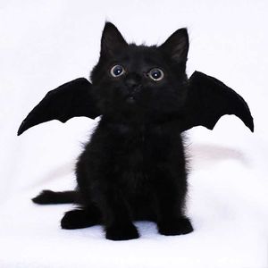 2021 Halloween Bat Wings Pet Dog Accessory Cat Baby Halloween Kostym Haloween Novel Dekoration Söt Pet Wing Bat Cat Decor Home Y0730