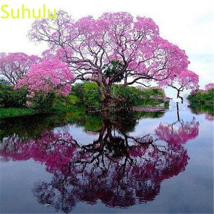 100pcs paulownia Tree Seeds Garden Indoor Flowers Balcony Courtyard Bonsai Plant High Quality Beautifying And Air Purification