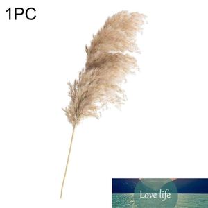 1pc Reed Erba Fiori Secchi Decorazione Domestica Secchi Naturali Piccola Pampas Erba Phragmites Piante Artificiali Matrimonio Fiore Decor Prezzo di fabbrica design esperto Qualità