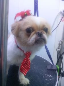 120 pezzi moda poliestere seta pet cane cravatta regolabile bello papillon cravatta forniture per toelettatura