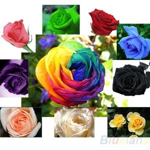 Flor De Bonsai Arco-íris Rosa venda por atacado-20 unidades pacote Rose Sementes Azul Vermelho Roxo Rosa Preto Rainbow Pétala Plantas Início Flores Do Jardim Bonsai LH