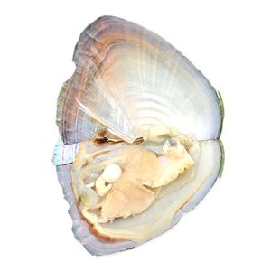 Huître Perlière De Charme achat en gros de Charms huîtres Cadeau de perle réel emballage d aspirateur enveloppé individuellement mm bijoux shell cnt