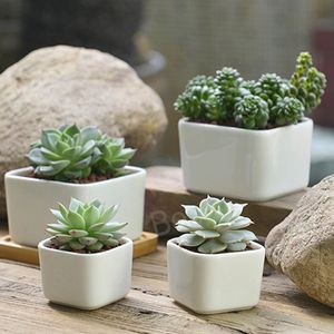 Ceramics Square Flowers Pots Mini Succulents Flowers Pot White Office Desktop Flowerpot Home Garden Accessories Customized Logo BH6158 TYJ