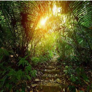 Sfondi Drop Colomac Jungle Wallpaper Fantasy Forest Trail HD Scenario naturale Verde Carta da parati 3d Duvar Kagitlari