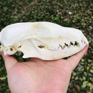 1pcs Real Red , Silver , Cross Skull Animal Specimen Europe Taxidermy Bar Medicine Christmas Decoration Gift 210727