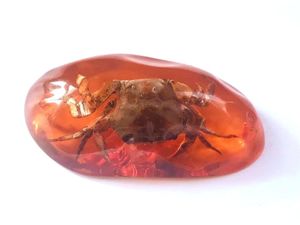 12 cool keychain real crab insect newest color vogue ring jewelry