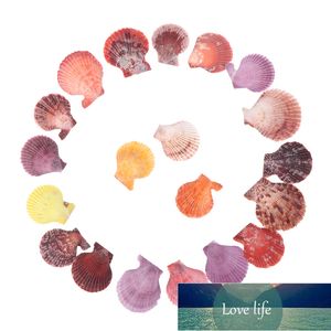 20 adet Renkli Doğal Deniz Kabukları Süslemeleri Tarak Kabukları El Sanatları Dekor Süsleme