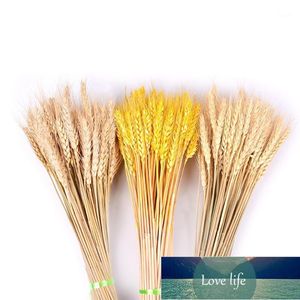 Decorative Flowers & Wreaths 50Pcs/lot DIY Primary Colors Home Party Wheat Ears Natural Dried Wedding Decoration Garden Ornament Shooting Pr Factory price expert