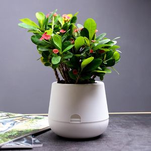 Snygg Automatisk Vattenabsorberande Lazy Flower Pot Plast Självvatten Hem Office Desk Dekoration Pure Färg Planter Krukor