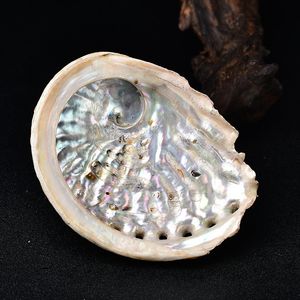 RARA conchiglia di abalone naturale esemplare di chakra decorazione meditazione regalo Reiki