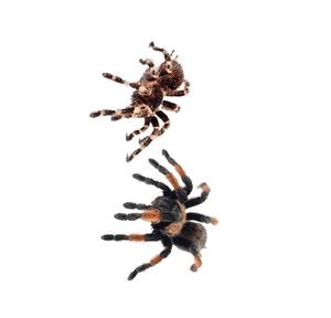 Cadılar Bayramı Tattoos 3D Gerçekçi Örümcek Scorpion Dövme Çıkartmaları Parti Malzemeleri Erkekler İçin Malzemeler Masquerade