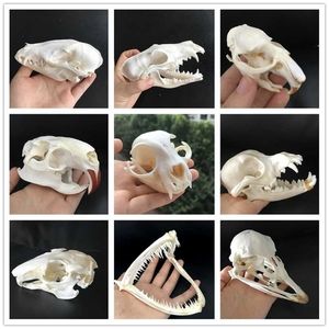 Taxidermy Real Muskrat 두개골, coypu 두개골, 해골, 타조 해골, 밍크 두개골, 동물 표본 수집품 연구 211108