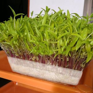 庭の道具の苗のトレイの植物の成長しているフルーツの始動人の発芽伝播キットのプラスチック再利用可能な透明なプランター鍋