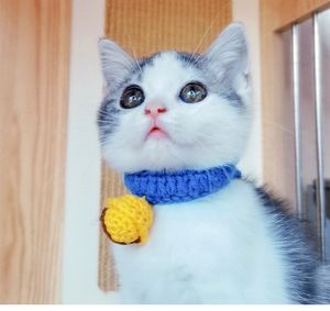 Wholesale knit tie pattern for sale - Group buy pet jewelry dog mute collar with leashes Woollen silent bell weaving Patterned Knit Adjustable cute little cat bow tie necklace
