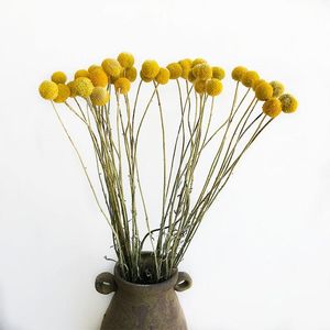 Dekorativa blommor kransar naturliga färska torkade craspedia globosa blommabuketter, växtbunke Billy knappar Golden Sphere blommor för hem