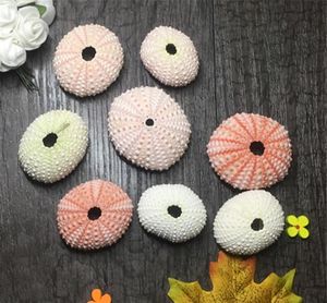 Hurtownie Dekoracje Air Rośliny Posiadacze Naturalne Sea Urchin Shell Wall Wieszak Handmade Rope Wiszące Roślin z linami do dekoracji domu